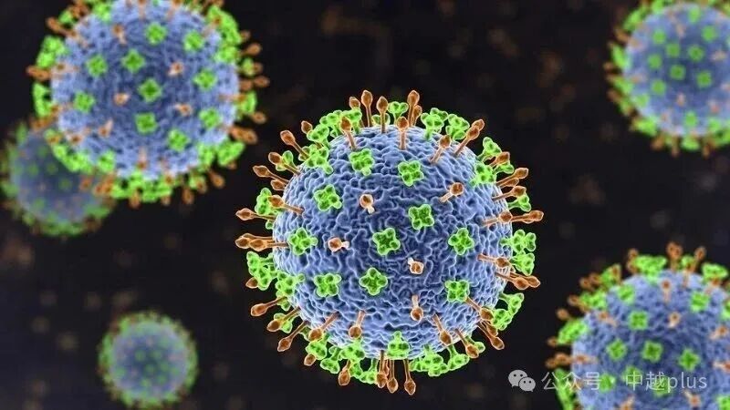 越南卫生部发布尼帕病毒紧急警示：致死率最高达75%，切勿食用被蝙蝠、鸟类咬过的水果